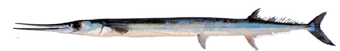 Tylosurus acus imperialis_08